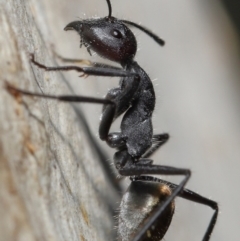 Camponotus suffusus (Golden-tailed sugar ant) at ANBG - 18 May 2021 by TimL