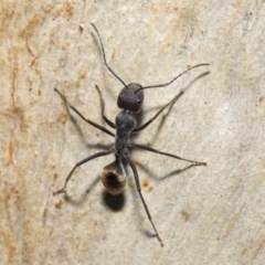 Camponotus suffusus at Downer, ACT - 18 May 2021