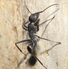 Camponotus suffusus at Downer, ACT - 18 May 2021