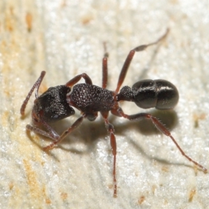 Rhytidoponera tasmaniensis at Downer, ACT - 18 May 2021