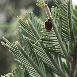 Galerucini sp. (tribe) at Campbell, ACT - 7 Apr 2021 09:49 AM