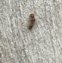 Psyllidae sp. (family) (Unidentified psyllid or lerp insect) at Campbell, ACT - 6 Apr 2021 by MattFox