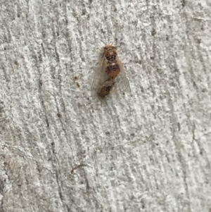 Psyllidae sp. (family) at Campbell, ACT - 7 Apr 2021 09:56 AM