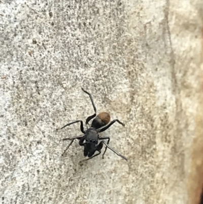 Myrmarachne luctuosa (Polyrachis Ant Mimic Spider) at Mount Ainslie - 7 Apr 2021 by MattFox