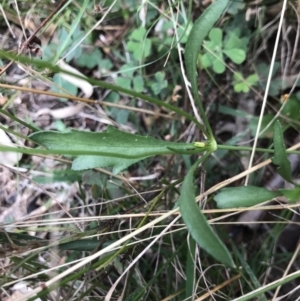 Goodenia pinnatifida at Majura, ACT - 7 Apr 2021