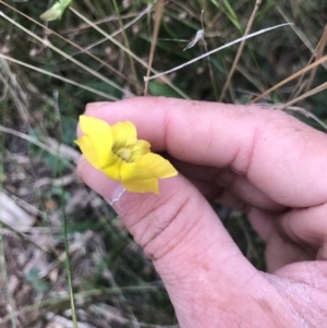 Goodenia pinnatifida at Majura, ACT - 7 Apr 2021