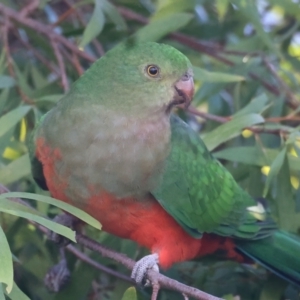 Alisterus scapularis at Ainslie, ACT - 22 May 2021