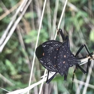 Poecilometis patruelis at Majura, ACT - 7 Apr 2021