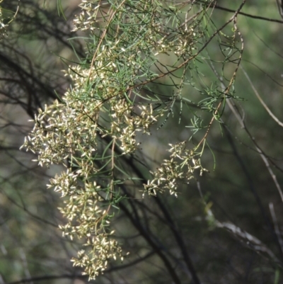 Cassinia quinquefaria (Rosemary Cassinia) at Rob Roy Range - 30 Mar 2021 by MichaelBedingfield