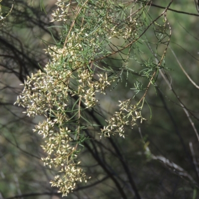 Cassinia quinquefaria (Rosemary Cassinia) at Conder, ACT - 30 Mar 2021 by michaelb