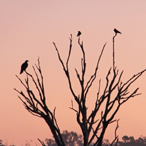 Aquila audax at Forde, ACT - 23 May 2021