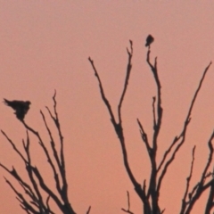 Aquila audax at Forde, ACT - 23 May 2021