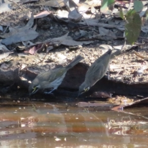 Caligavis chrysops at Jerrabomberra, ACT - 25 Apr 2021