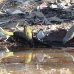 Caligavis chrysops at Jerrabomberra, ACT - 25 Apr 2021