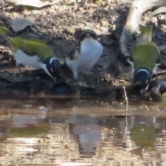 Melithreptus lunatus (White-naped Honeyeater) at Jerrabomberra, ACT - 25 Apr 2021 by Christine