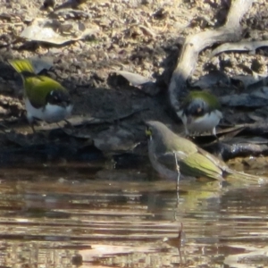 Melithreptus lunatus at Jerrabomberra, ACT - 25 Apr 2021