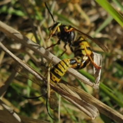 Vespula germanica (German Yellowjacket Wasp (also known as European Wasp)) at Fyshwick, ACT - 19 May 2021 by Christine