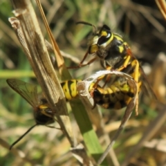 Vespula germanica at Fyshwick, ACT - 19 May 2021 01:59 PM