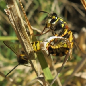 Vespula germanica at Fyshwick, ACT - 19 May 2021 01:59 PM