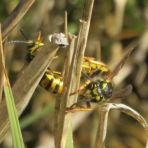 Vespula germanica at Fyshwick, ACT - 19 May 2021 01:59 PM