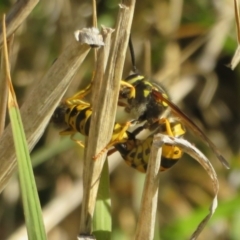 Vespula germanica at Fyshwick, ACT - 19 May 2021 01:59 PM