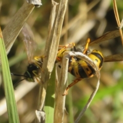 Vespula germanica at Fyshwick, ACT - 19 May 2021 01:59 PM