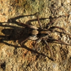 Venatrix pseudospeciosa at Flynn, ACT - 21 May 2021