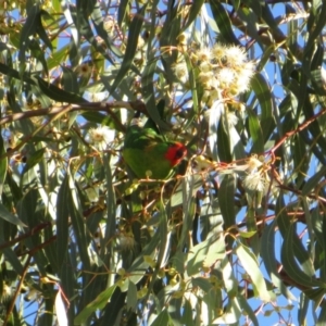 Parvipsitta pusilla at Hackett, ACT - 22 May 2021 01:44 PM