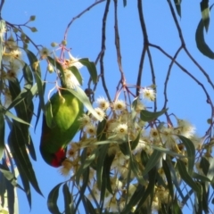 Parvipsitta pusilla at Hackett, ACT - 22 May 2021 01:44 PM