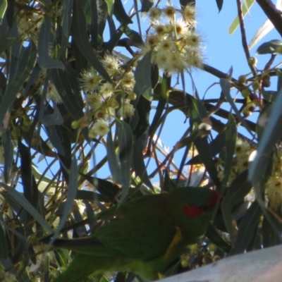 Glossopsitta concinna (Musk Lorikeet) at Hackett, ACT - 22 May 2021 by Christine