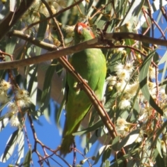 Glossopsitta concinna at Hackett, ACT - 22 May 2021