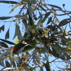 Glossopsitta concinna at Hackett, ACT - 22 May 2021