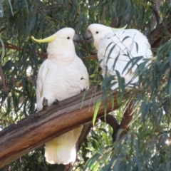 Cacatua galerita (Sulphur-crested Cockatoo) at Hackett, ACT - 22 May 2021 by Christine