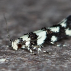 Macrobathra (genus) (A Cosmet moth (Cosmopteriginae) at Melba, ACT - 22 Nov 2020 by Bron