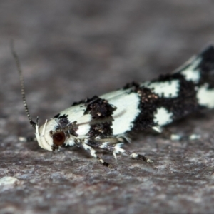 Macrobathra (genus) at Melba, ACT - 22 Nov 2020 09:52 PM