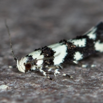 Macrobathra (genus) (A Cosmet moth (Cosmopteriginae) at Melba, ACT - 22 Nov 2020 by Bron