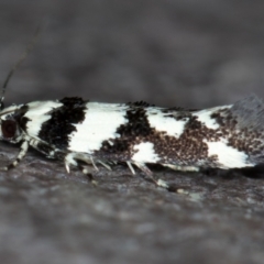 Macrobathra (genus) at Melba, ACT - 22 Nov 2020 09:52 PM