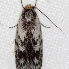 Phylomictis maligna (A Stenomatinae moth) at Melba, ACT - 22 Nov 2020 by Bron