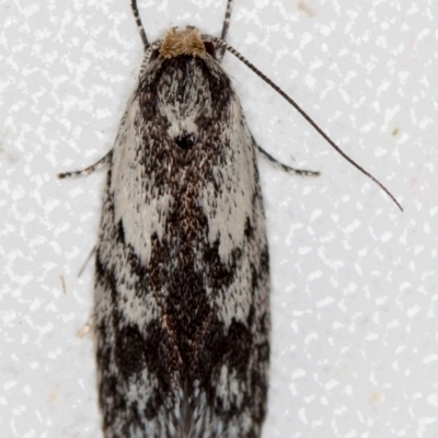 Phylomictis maligna (A Stenomatinae moth) at Melba, ACT - 22 Nov 2020 by Bron