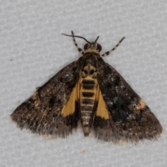 Heliothela ophideresana (A Crambid Moth (Scopariinae)) at Melba, ACT - 21 Nov 2020 by Bron