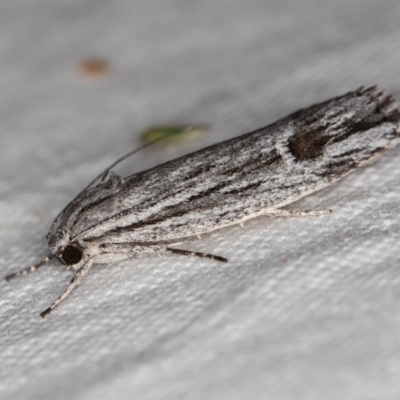 Lichenaula tuberculata at Melba, ACT - 21 Nov 2020 by Bron