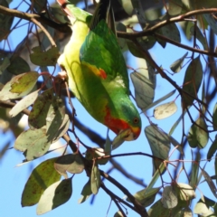 Lathamus discolor (Swift Parrot) at Kambah, ACT - 21 May 2021 by MatthewFrawley