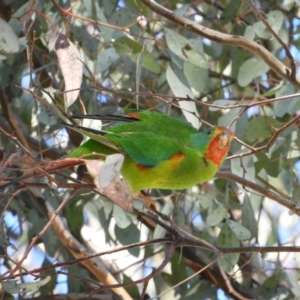 Lathamus discolor at Kambah, ACT - 21 May 2021