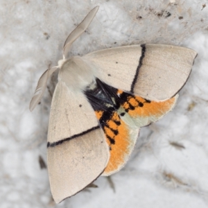 Gastrophora henricaria at Melba, ACT - 21 Nov 2020