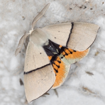 Gastrophora henricaria (Fallen-bark Looper, Beautiful Leaf Moth) at Melba, ACT - 21 Nov 2020 by Bron