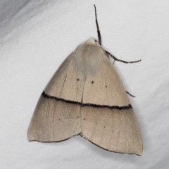 Gastrophora henricaria at Melba, ACT - 21 Nov 2020