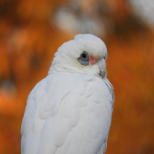 Cacatua sanguinea at Kambah, ACT - 21 May 2021