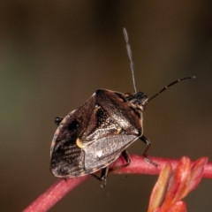 Cermatulus nasalis at Symonston, ACT - 23 May 2021 01:25 PM