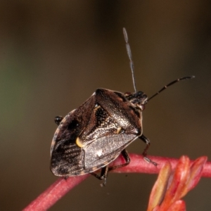 Cermatulus nasalis at Symonston, ACT - 23 May 2021 01:25 PM