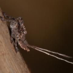 Platybrachys sp. (genus) (A gum hopper) at Symonston, ACT - 23 May 2021 by rawshorty